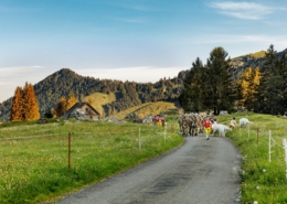 Alpabfahrt im Appenzell